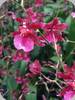 Oncidium  Sharry Baby Ruby Doll